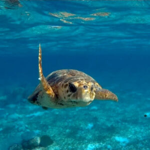Sea Turtle - Searious Adventures