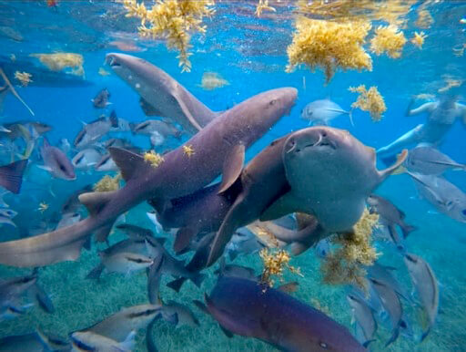 Shark Ray Alley - Searious Adventures