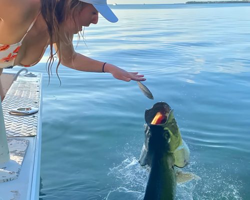 Feeding The Tarpons at Caye Caulker - Searious Adventures