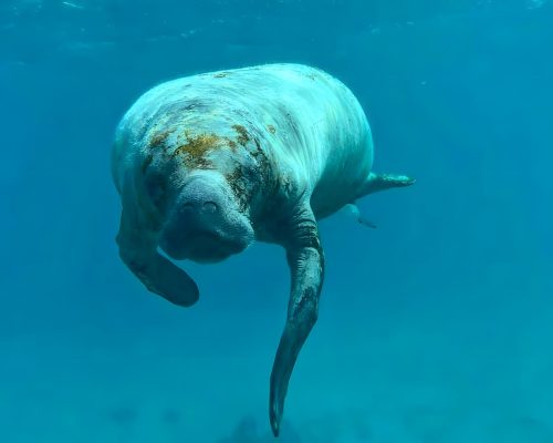 Manatee Adventure Snorkeling - Searious Adventures