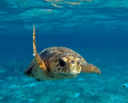 Sea Turtle - Searious Adventures