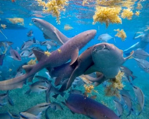 Shark Ray Alley - Searious Adventures