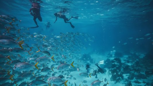 Snorkeling with Searious Adventures