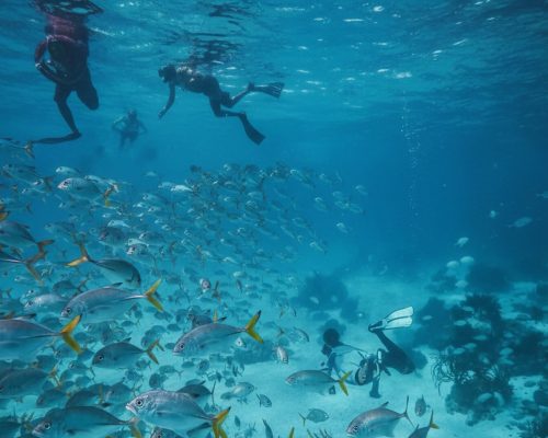 Snorkeling with Searious Adventures