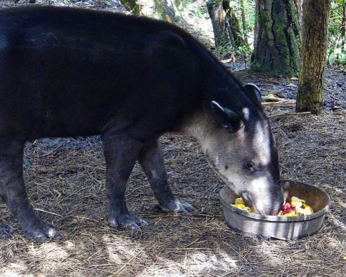 Tapir at the Belize Zoo - Jungle Tour - Searious Adventures
