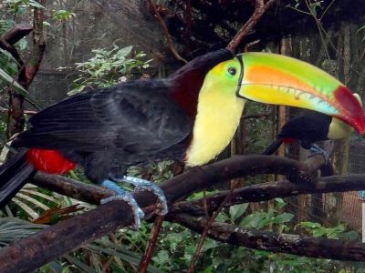 Toucan at the Belize Zoo - Searious Adventures
