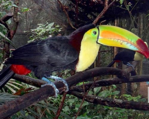 Toucan at the Belize Zoo - Searious Adventures
